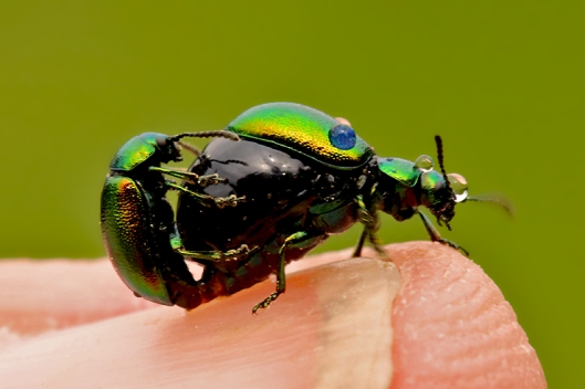 Tierfotos - Insekten - Käfer bei der Paarung
